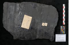 Foto (Objekt + Etikett) von Sigillaria alternaus Lindl. et H. (NHMW-GEO-2024-0188-11047)